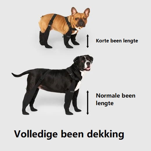 Bottes pour chien en action sur terrain accidenté