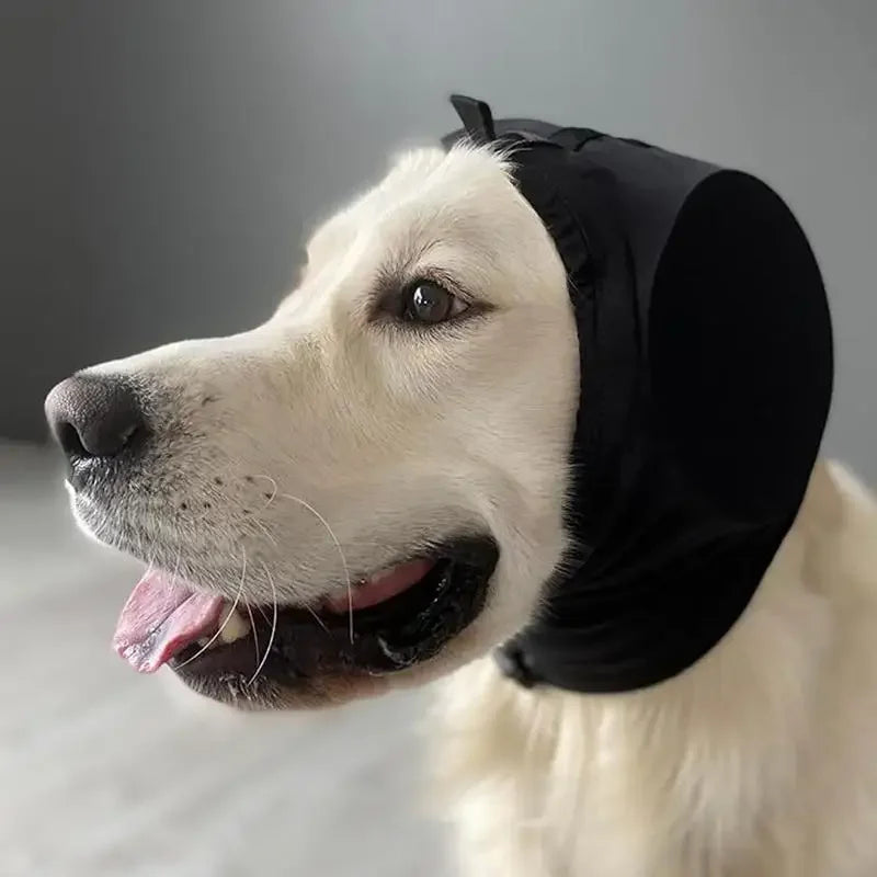 Chien calme avec protecteurs d'oreilles, idéal pour bruits forts