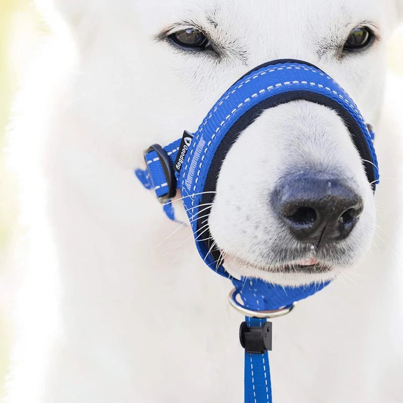 Chien portant muselière, sécurité et confort assurés