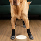 Chien portant des chaussettes antidérapantes sur sol en bois