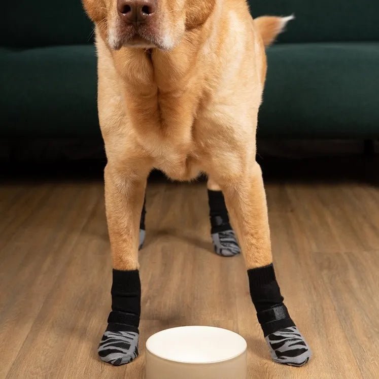 Chien portant des chaussettes antidérapantes sur sol en bois