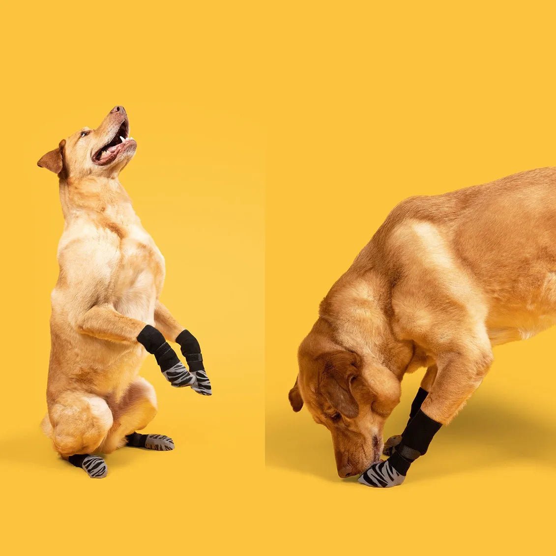 Gros plan sur chaussettes antidérapantes pour chien, motif à pois