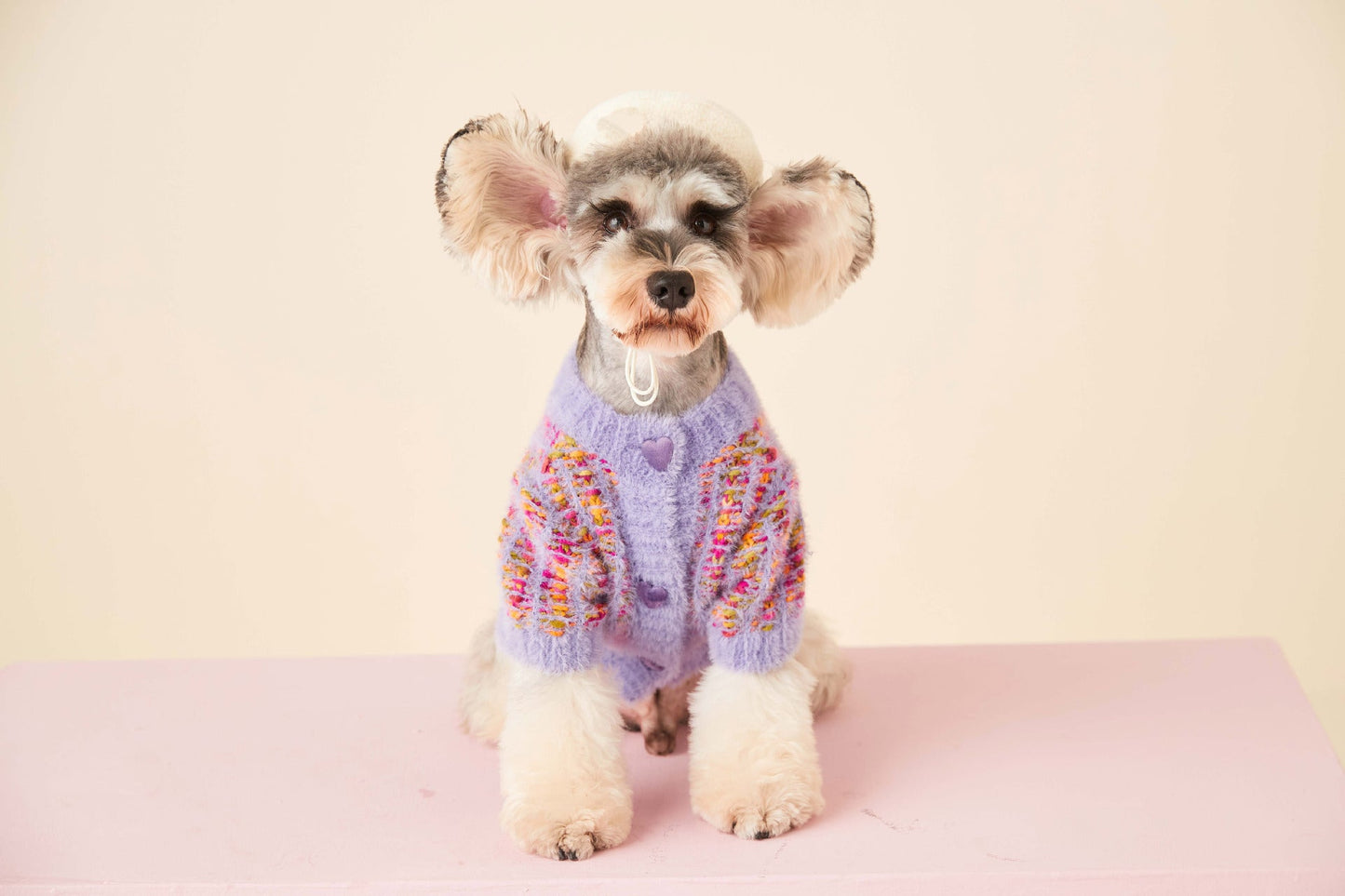 Pull en fleece vibrant sur un chien de petite race