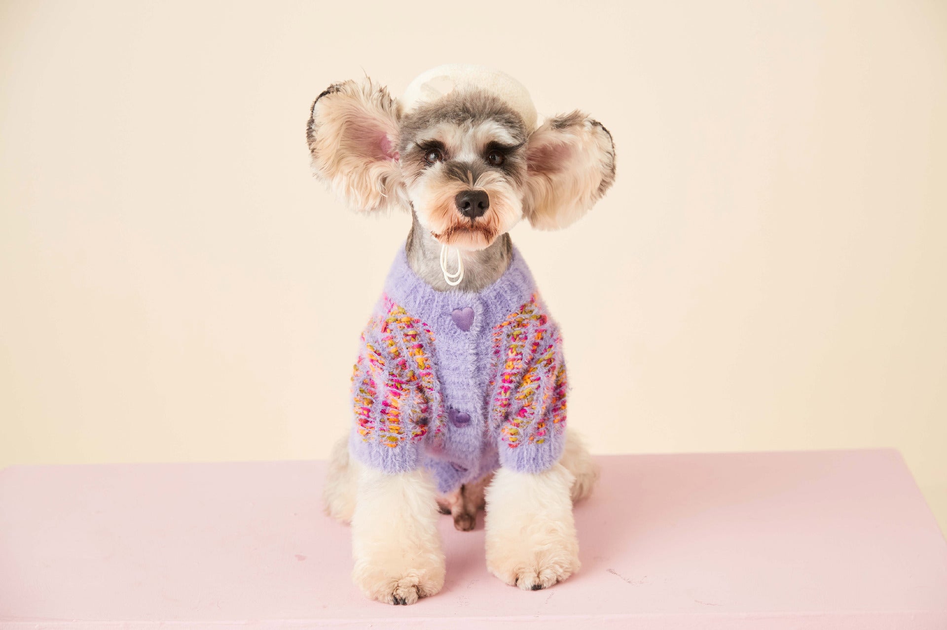 Pull en fleece vibrant sur un chien de petite race
