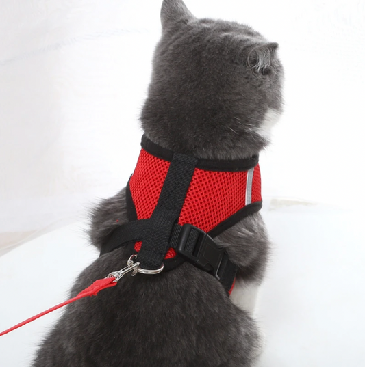 Harnais ajusté sur un chat explorant un jardin en sécurité