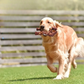 Jouet à mâcher en latex résistant pour chiens actifs