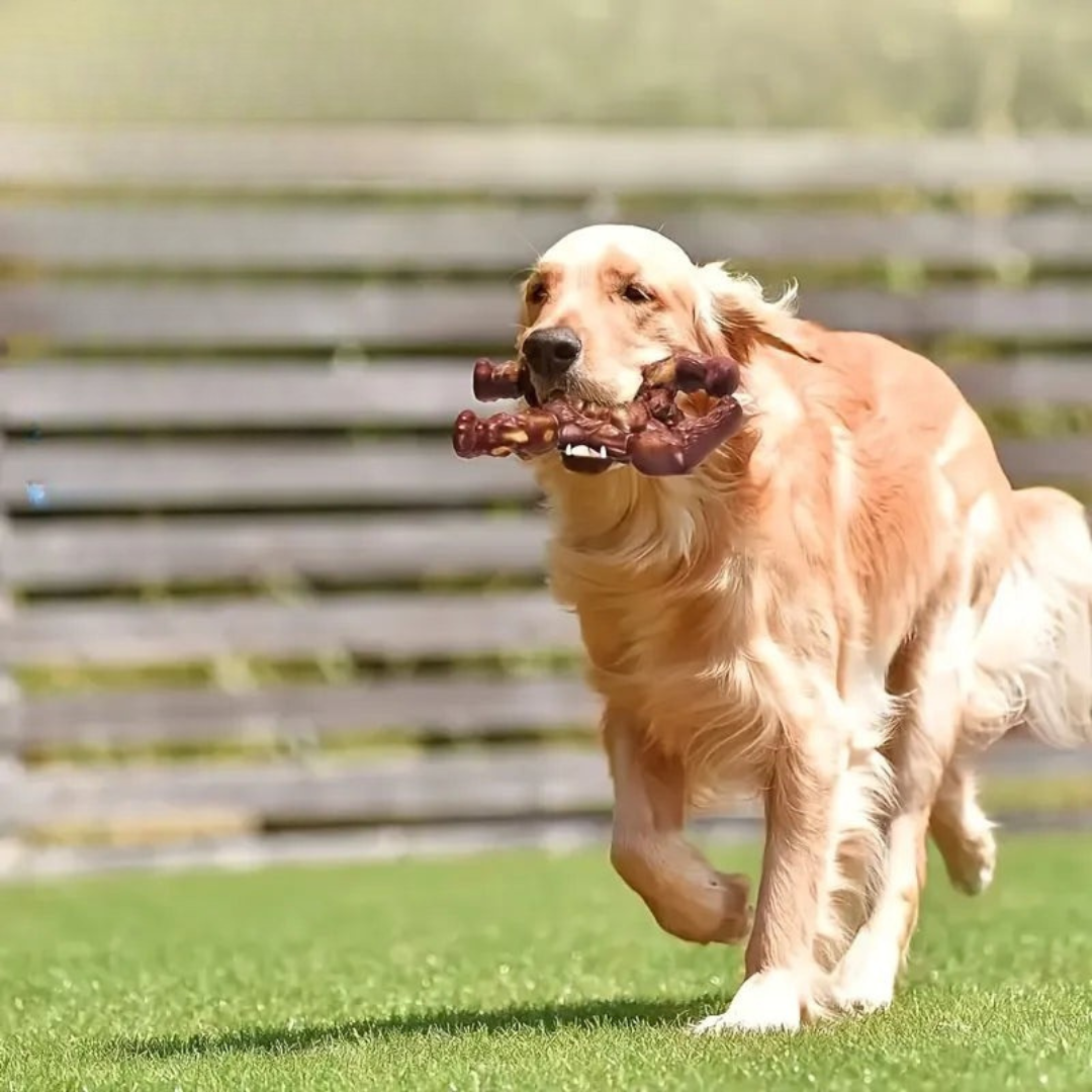 Jouet à mâcher en latex résistant pour chiens actifs