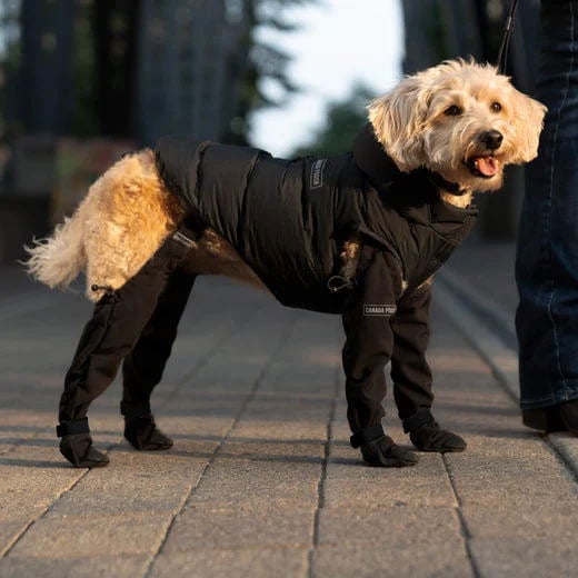 Chien portant des bottes imperméables sur un chemin de randonnée