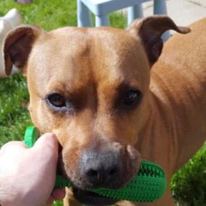 Jouet brosse à dents pour chien en caoutchouc naturel