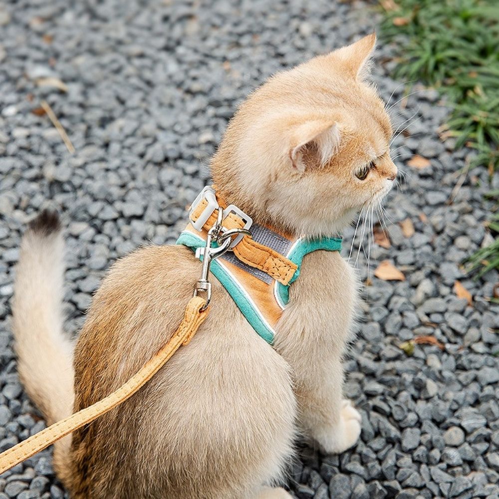 Harnais anti-fuite pour chat en tissu velouté, vue de face