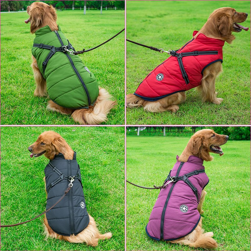 Gros plan sur le harnais réfléchissant du manteau pour chien