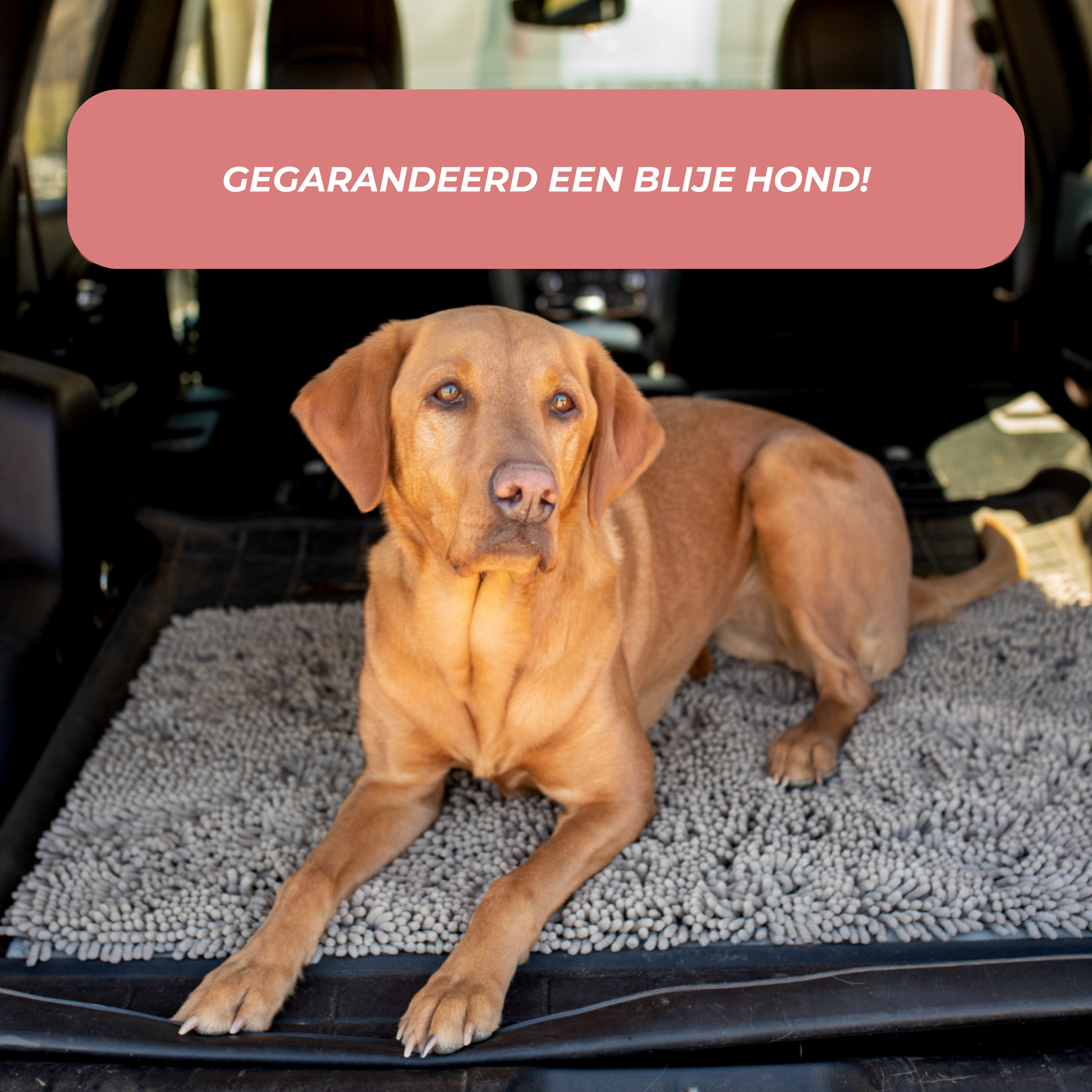 Tapis absorbant pour chien sur sol en bois, vue de dessus