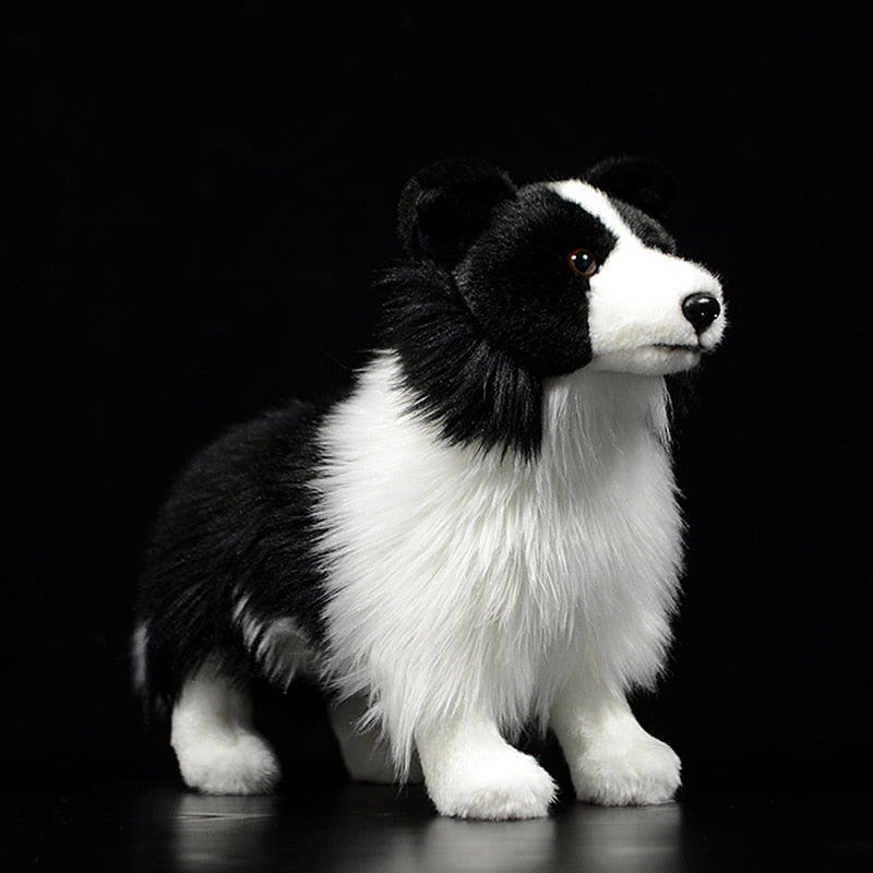 Vue de dos du Border Collie, fourrure noire et blanche