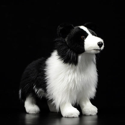 Vue de dos du Border Collie, fourrure noire et blanche
