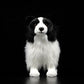 Peluche Border Collie assise, regard réaliste et attentif