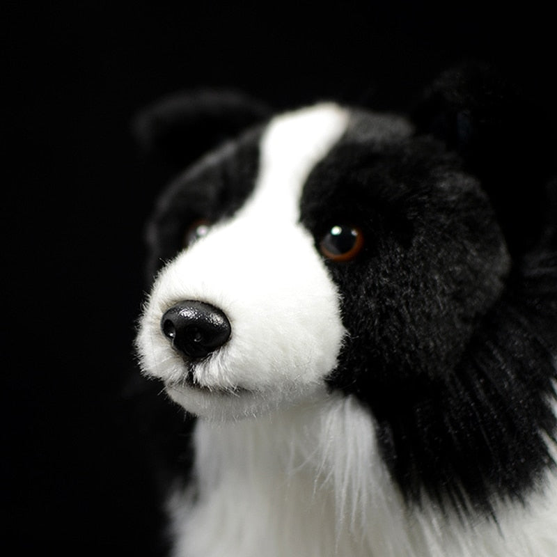Détail des pattes du Border Collie, texture réaliste