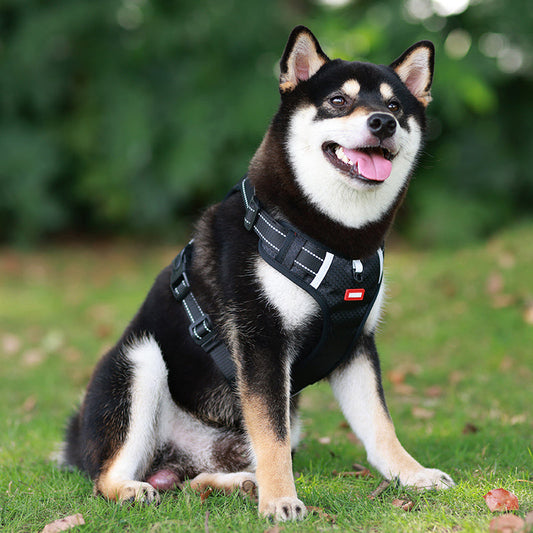 Chien marchant avec harnais ajustable en extérieur