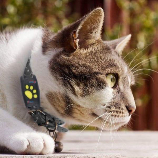 Vue d'ensemble du collier GPS avec boucle ajustable