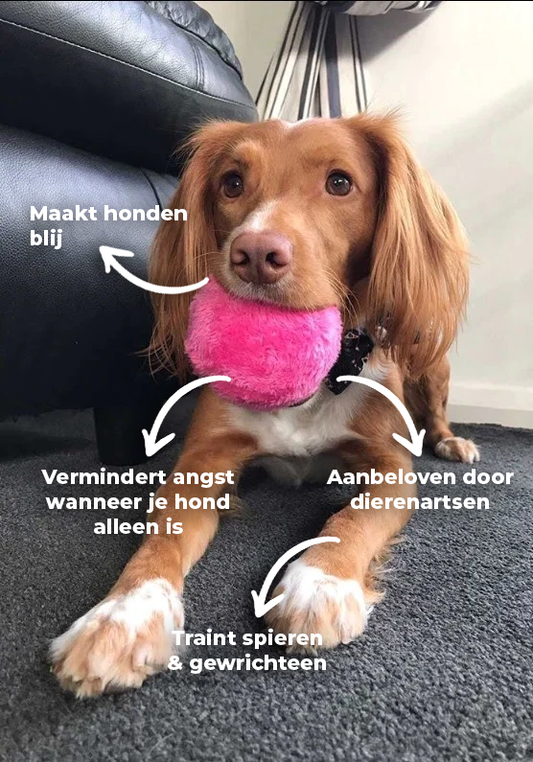 Boule de jouet posée à côté d'un chien curieux