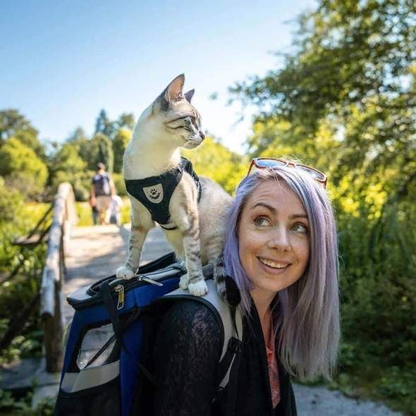 Gros plan sur les bandes réfléchissantes du harnais pour chat