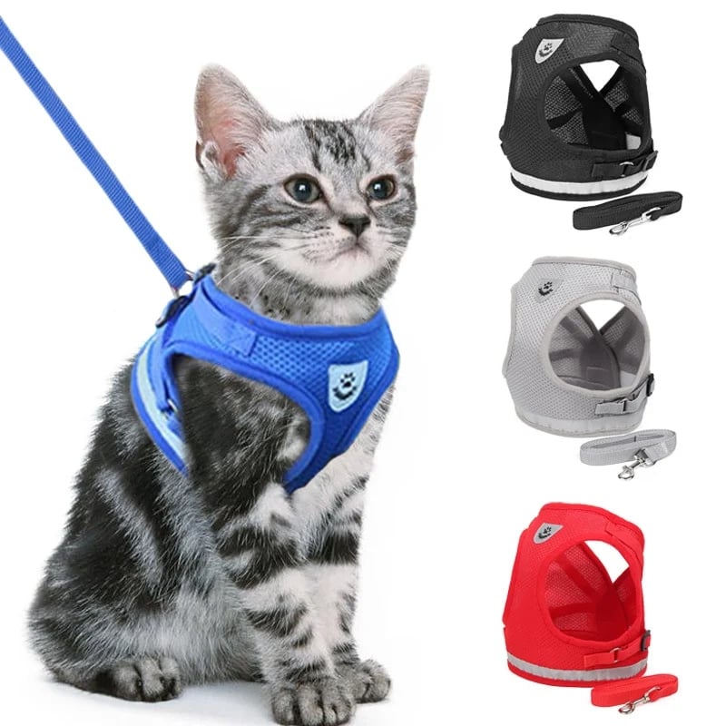 Chat portant un harnais ajustable en extérieur la nuit