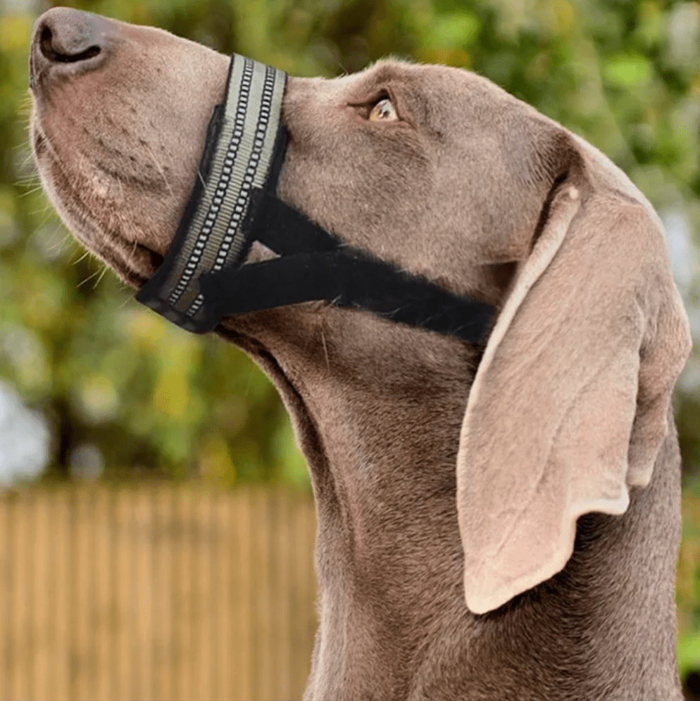 Muselière réfléchissante sur un chien, vue de profil