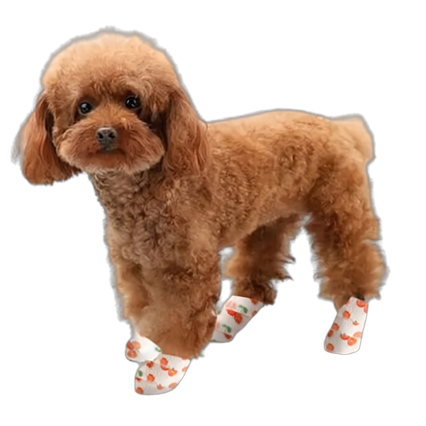 Chaussures pour chien résistantes à l'eau sur fond blanc