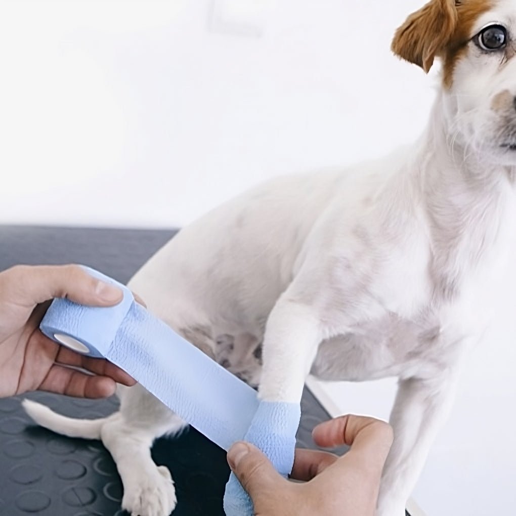 Chaussures pour chien montrant le design respirant et ajustable