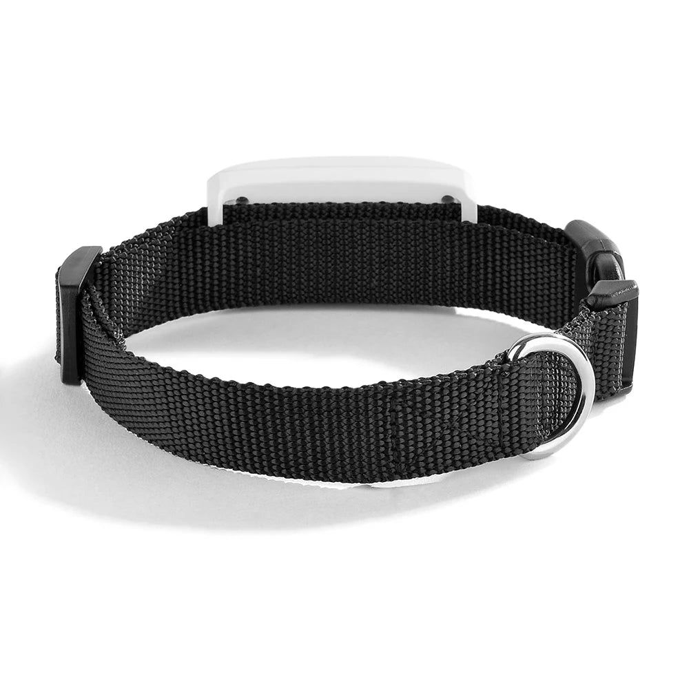 Vue rapprochée du traceur GPS compact pour animaux