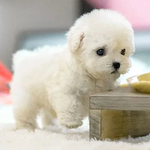 Vue latérale du chiot en peluche montrant sa taille compacte